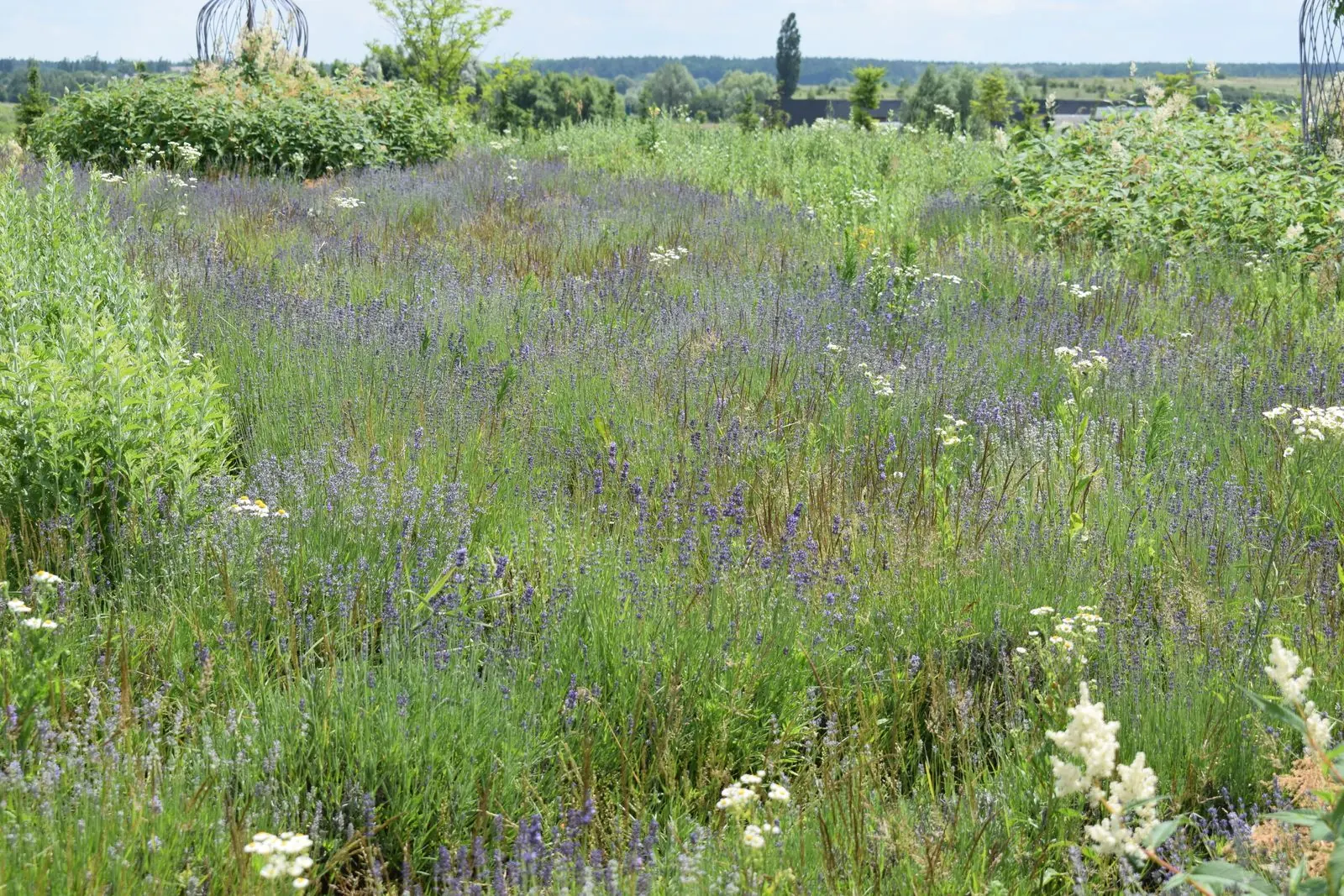 Open meadow with wildflowers and a countryside horizon